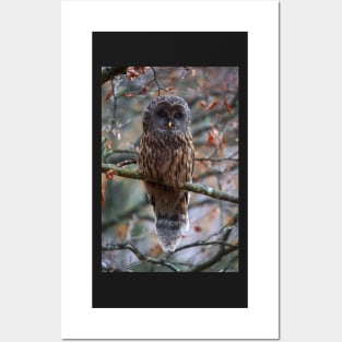 Ural owl perched on a branch Posters and Art